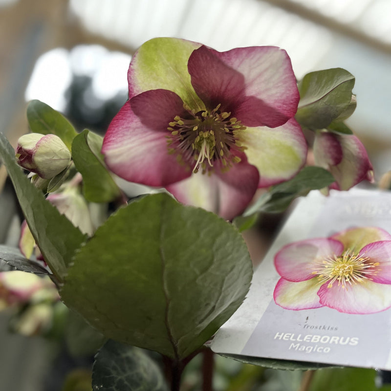 Hellebore 'Frost Kiss' 3L -