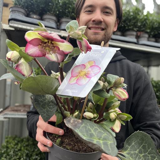 Hellebore 'Frost Kiss' 3L -
