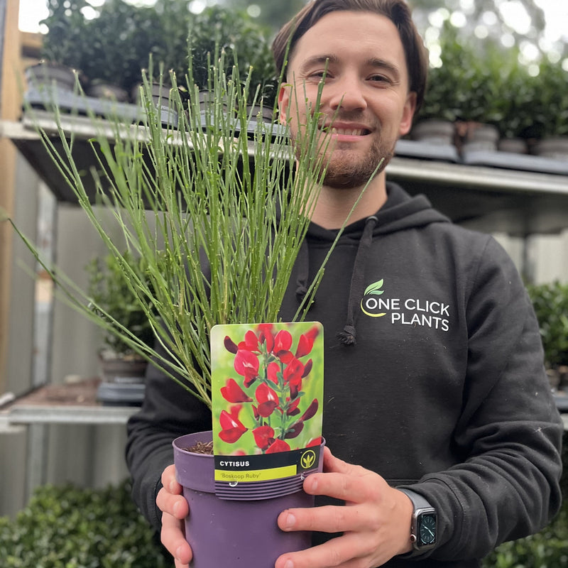 Cytisus x boskoopii 'Boskoop Ruby' 1.5L -