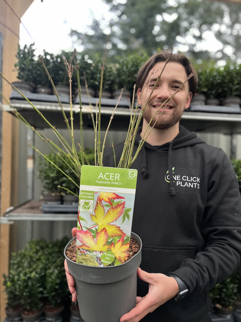 Acer palmatum 'Little Princess' 2L/3L -