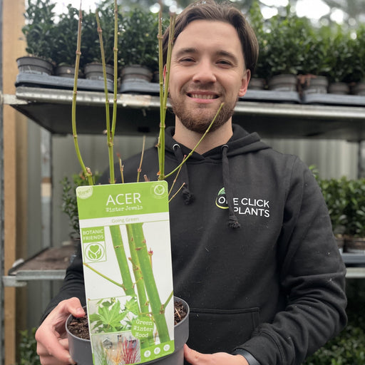 Acer palmatum 'Going Green' 10.5cm/2L/3L/45L -