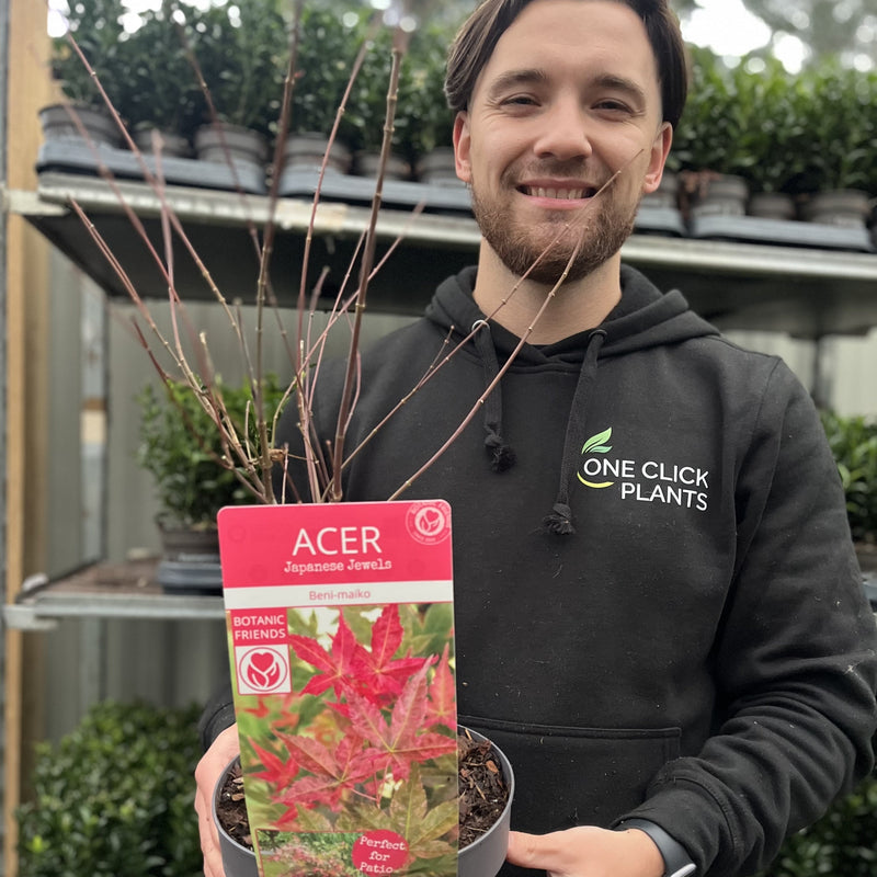 Acer palmatum Beni-maiko 3L -