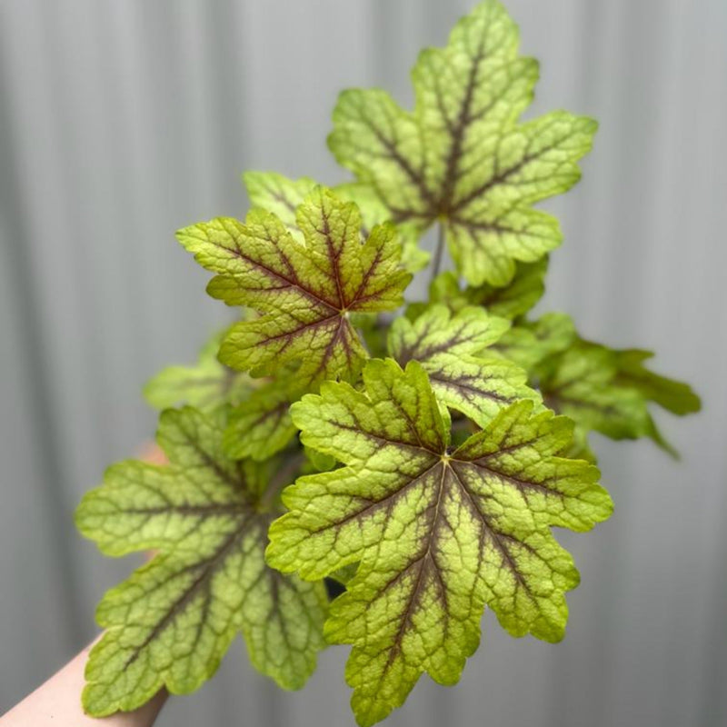 Heuchera 'Alabama Sunrise' 2L -