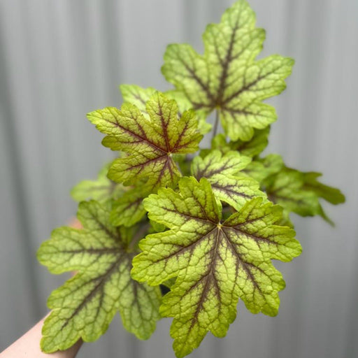 Heuchera 'Alabama Sunrise' 2L -