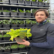 Heuchera 'Lime Marmalade' 9cm / 2L -