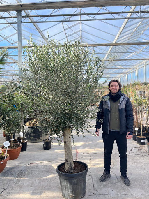 Olive Tree 35L 1.7-1.8m (Multibuy Offers Available) -