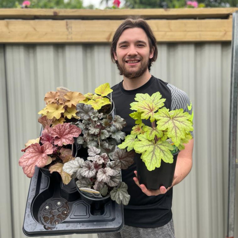 Heuchera 'Alabama Sunrise' 2L -