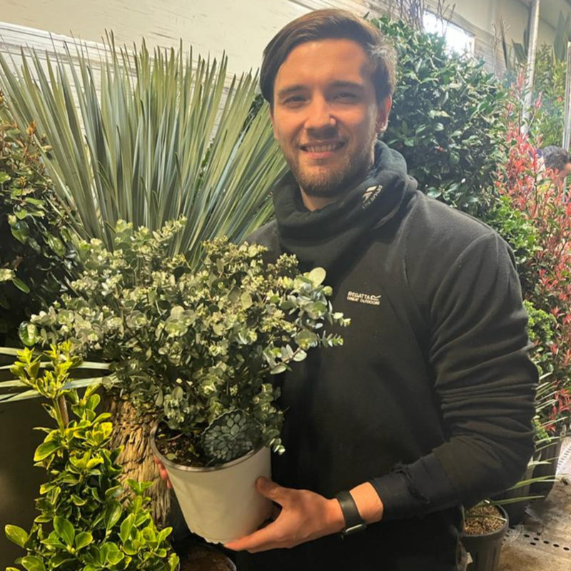 Eucalyptus pulverulenta 'Baby Blue' 9cm/2L -