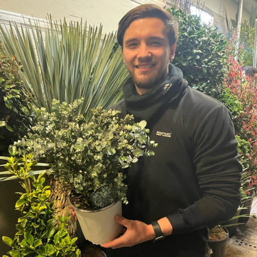 Eucalyptus pulverulenta 'Baby Blue' 9cm/2L -