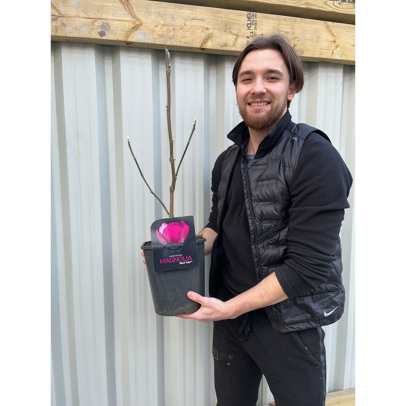 Magnolia soulangeana 'Black Tulip' 4L -
