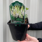 Lupin 'Gallery White' 9cm / 2L -