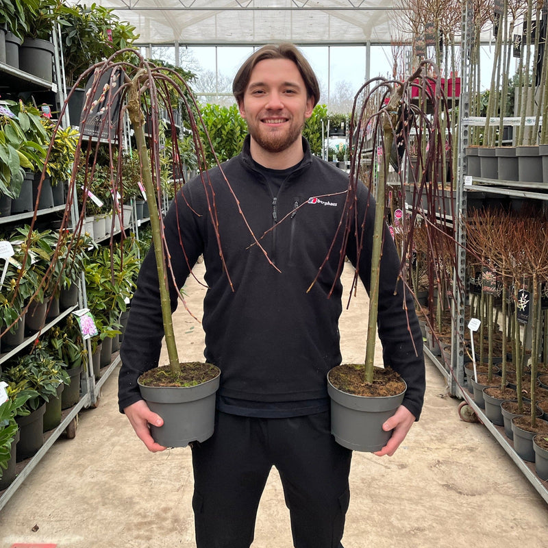 Salix 'Kilmarnock' Weeping Willow Standard -