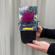 Astilbe 'Visions in Red' 1.5L -