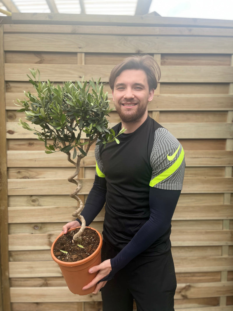 Corkscrew Stem Olive Tree | Hardy Evergreen Potted Tree | 80-90cm -