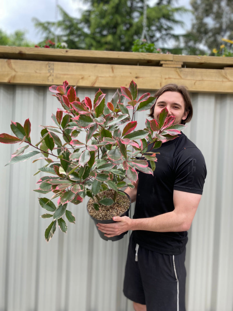 Photina x fraseri 'Louise' 9cm/2L/5L -