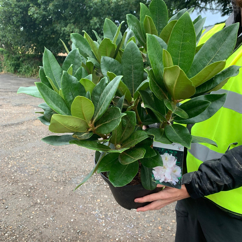Rhododendron 'Gomer Waterer' 5L -