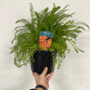 Achillea millefolium Peggy Sue 3L -