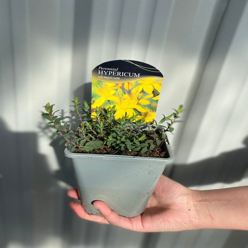 Hypericum olympicum Citrinum 1L -