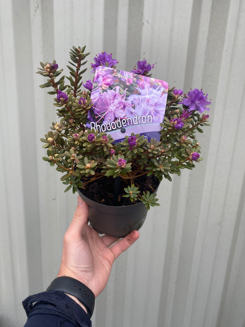 Dwarf Rhododendron 'Impeditum' 1L -