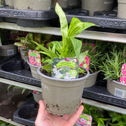 Penstemon Arabesque 'Appleblossom' 9cm/1.5L/2L -