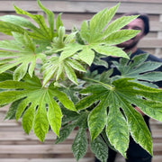 Fatsia japonica 'Spider's Web' 9cm-7.5L -