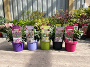 Buddleja Butterfly Candy 'Little White' 9cm/1L/3L -