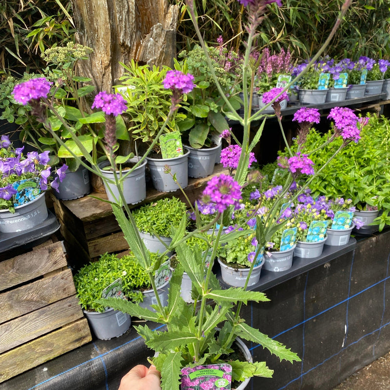 Verbena rigida 'Dazzling Night' 9cm/1.5L -