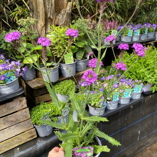 Verbena rigida 'Dazzling Night' 9cm/1.5L -