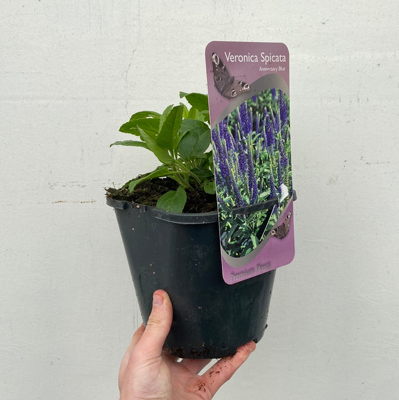 Veronica 'Anniversary Blue’ 9cm/2L -
