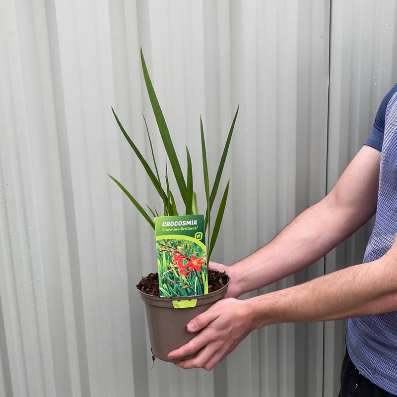 Crocosmia 'Carmine Brilliant' 9cm/2L -