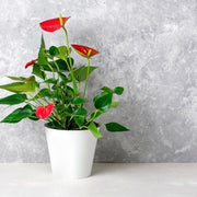 Anthurium - Red 40-50cm -