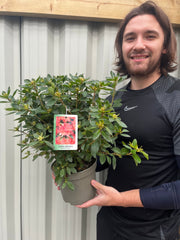 Azalea japonica 'Blaauw's Pink' 2L -