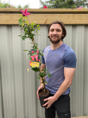 Clematis 'Princess Diana' 70cm -