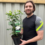 Hibiscus Syriacus 'Admiral Dewey' - White -