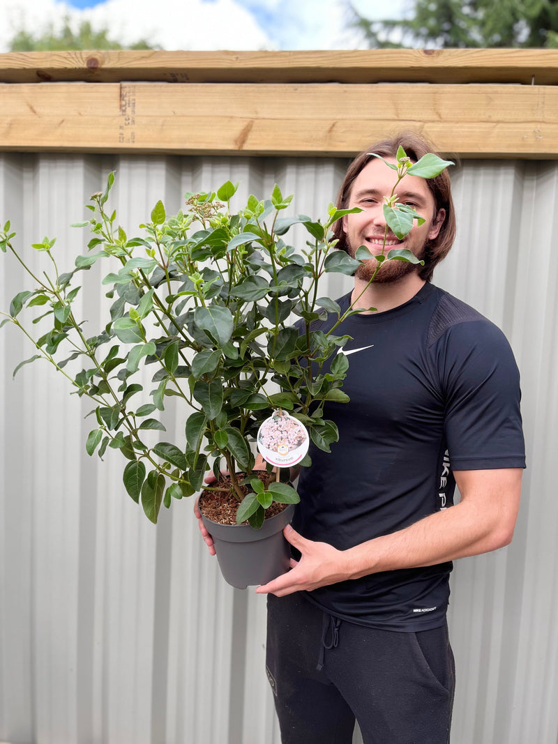 Viburnum tinus 'Eve Price' 9cm-7.5L -