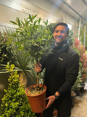 Buddleja Patio Tree - Mixed Colours 1m (Multibuy Offers Available) -