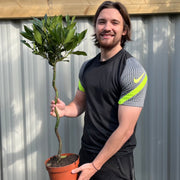 Twisted Stem Standard Bay Tree | Laurus nobilis | 90-100cm / 3FT (Multibuy Offers Available) -