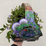 Vinca minor (periwinkle) 6 x 9cm pots -