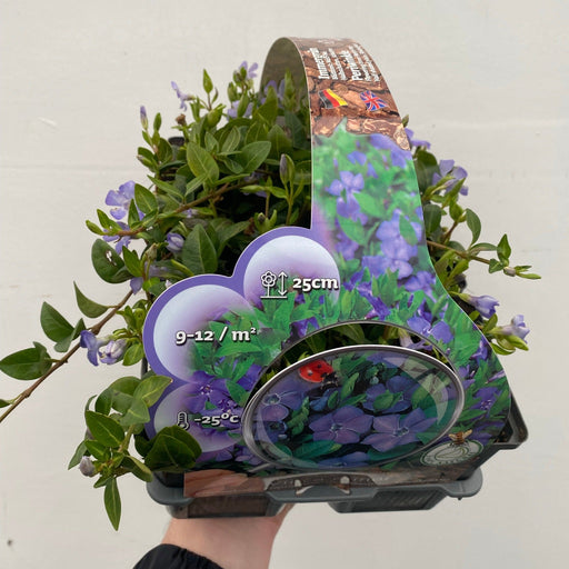 Vinca minor (periwinkle) 6 x 9cm pots -
