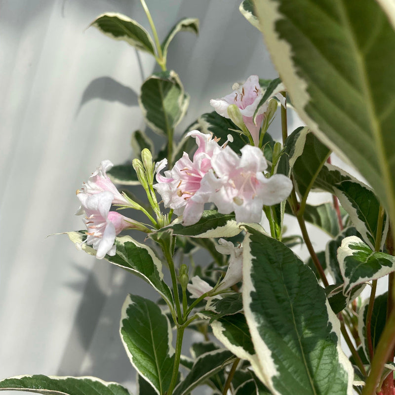 Weigela florida. 'Sunny Fantasy' 3L (80-90cm) -