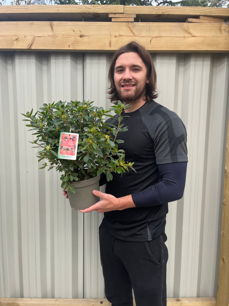 Azalea japonica 'Blaauw's Pink' 2L -