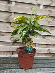Aucuba japonica 'Gold King' (40-50cm) 3L (Multibuy Offers Available) -