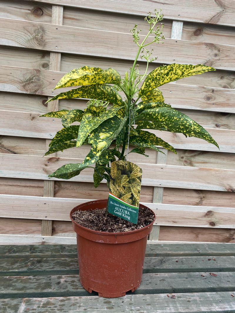 Aucuba japonica 'Gold King' (40-50cm) 3L (Multibuy Offers Available) -