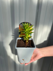 Lilium - Orange Joy (Asiatic Lily) 1L -