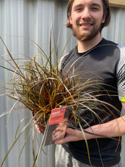 Uncinia 'Rubra' Ornamental Grass 3L -