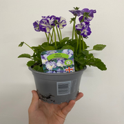 Viola - Rebecca 1.5L -