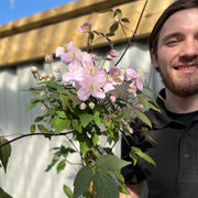 Clematis montana 'Mayleen' 1.7-1.8m -
