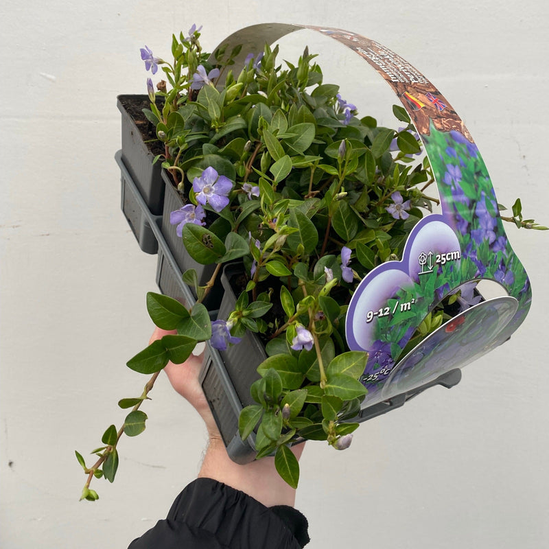 Vinca minor (periwinkle) 6 x 9cm pots -