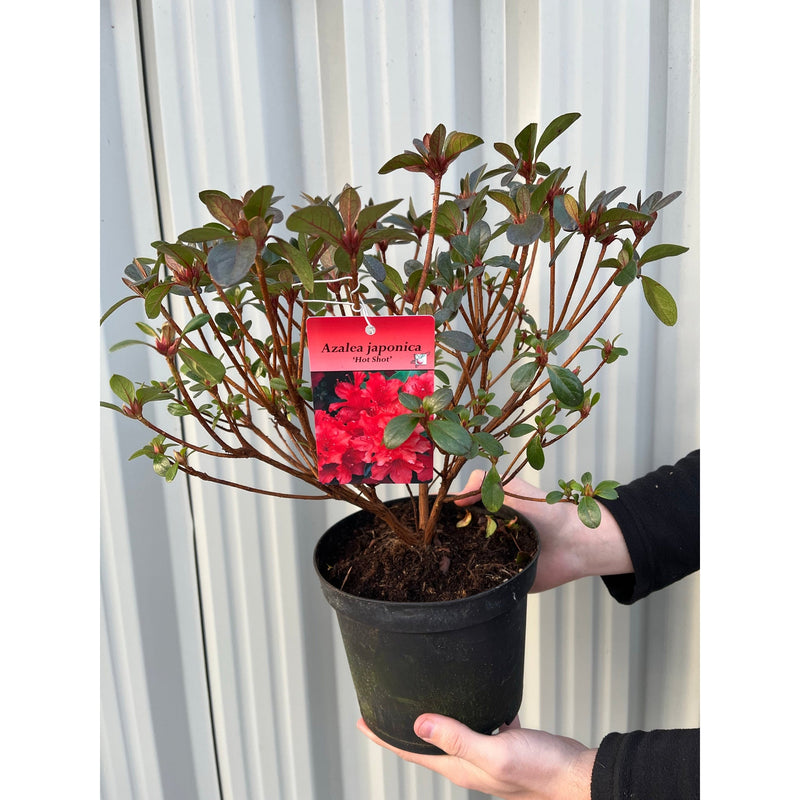 Azalea 'Hotshot' 2L -