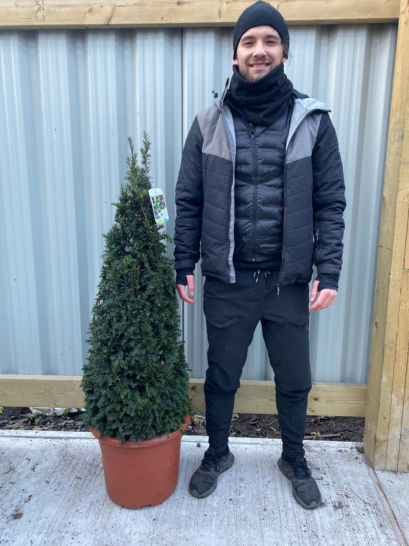 Yew Cone - Taxus Baccata Cone 150cm -